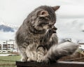 Cat fluffy gray sits on fence and washes, licks himself. frosty morning in the mountains. close-up gray fluffy Persian kitty Maine