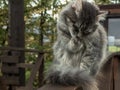 Cat fluffy gray sits on fence and is washing his paw. frosty morning. close-up gray fluffy Persian kitty Maine coon