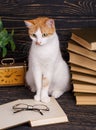 A cat with fluffy mustache on the table. Open books ready for reading. Educational background. Royalty Free Stock Photo