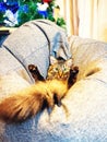 A cat with a fluffy tail lies in a chair-bag with its legs up