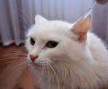 Cat, fluffy cat, treatment of the ears, veterinary science, medicine, cute, longhaired, Pets, face, inside ears, nose, mammal, whi