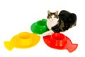 Cat with food bowls