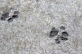 Cat foot prints dried in cement on garage floor