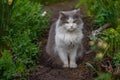 Cat on the footpath on summer green garden background Royalty Free Stock Photo