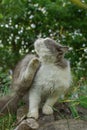 Cat on the footpath on summer green garden background Royalty Free Stock Photo