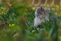 Cat on the footpath on summer green garden background Royalty Free Stock Photo