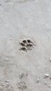 Cat footprint on Concrete