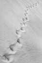 Cat footprint in the snow. Paw prints in winter white snow. Concept of abandoned and hungry cat in frosty winter Royalty Free Stock Photo