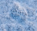 Cat footprints in the snow as a background Royalty Free Stock Photo