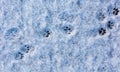 Cat footprints in the snow as a background Royalty Free Stock Photo