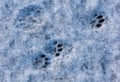 Cat footprints in the snow as a background Royalty Free Stock Photo