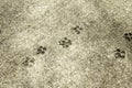 Cat Footprints in Stone