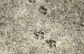 Cat Footprints in Stone