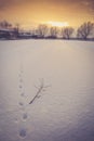 Cat footprints on thin snow covering a frozen pond
