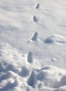 Cat footprints on white snow. Close-up . Royalty Free Stock Photo