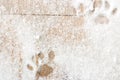 Cat footprints on the wooden background with snow Royalty Free Stock Photo