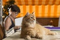 The cat in the home office, sitting on the work table