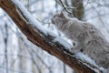A cat in the forest climbs a snowy tree trunk. Fluffy cat in the winter forest