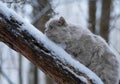 A cat in the forest climbs a snowy tree trunk. Fluffy cat in the winter forest