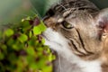 Cat and Four leaved Clover Royalty Free Stock Photo
