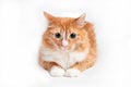 Cat, foxy Royalty Free Stock Photo