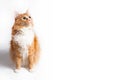 Cat, foxy Royalty Free Stock Photo