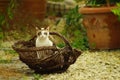 Cat in french basket Royalty Free Stock Photo