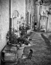 Cat in French old town street