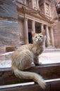 Cat in front of Al Khazneh Treasury ruins, Petra, Jordan Royalty Free Stock Photo