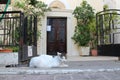 cat in front a church in rethymno in crete (greece) Royalty Free Stock Photo