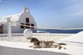 Cat in front of classical church in Santorini Royalty Free Stock Photo