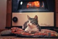 Cat in front of the fireplace Royalty Free Stock Photo