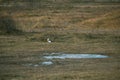 Cat at Front Line. Military attack on battlefield from ambush