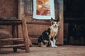 Cat in front of painting at Ait Benhaddou fortress town in Morocco