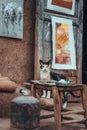 Cat in front of painting at Ait Benhaddou fortress town in Morocco Royalty Free Stock Photo