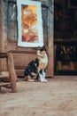 Cat in front of painting at Ait Benhaddou fortress town in Morocco Royalty Free Stock Photo