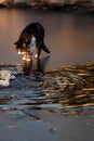 Cat at frozen water crossing strait. Cute domestic Royalty Free Stock Photo