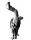 The cat is in a full-length rear view on the with a raised tail and visible genitals balls Royalty Free Stock Photo