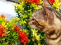 Cat with fullblown flower Royalty Free Stock Photo