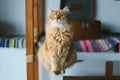 Cat funny animal or pet inside house or home. best human friend. Closeup Portrait. Royalty Free Stock Photo