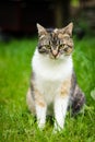 Cat funny expression. Felis catus domesticus relax in grass and watch actions and changes in owner garden. Kitten with green eyes