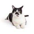 Cat Funny Expression Mouth Open Royalty Free Stock Photo