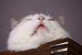 Cat funny photo lay nap on cupboard close up photo