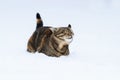 cat funny tumbles in the white cold snow in winter Park Royalty Free Stock Photo