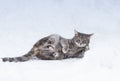 Cat funny tumbles in the white cold snow in winter Park Royalty Free Stock Photo