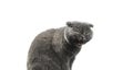Cat is funny yawning, meme animal isolated on a white background, scottish fold copy space