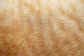 Cat fur background , light brown nature wool patterns texture Royalty Free Stock Photo