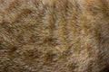 Cat fur close up background texture. Brown abstract stripes