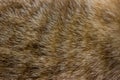 Cat fur close up background texture. Brown abstract stripes Royalty Free Stock Photo