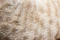 Cat fur close up background texture. Brown abstract stripes